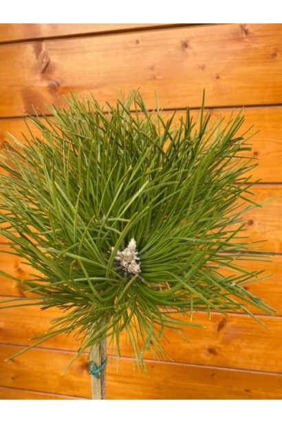 Сосна чорна / австрійська  Кабаненсіс Нана на штамбі 